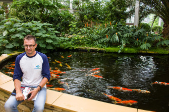 Разведение карпов кои 2.0 (часть II)