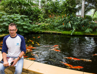 Разведение карпов кои 2.0 (часть II)