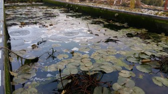 Осенний облов годовичков