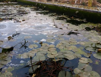 Осенний облов годовичков