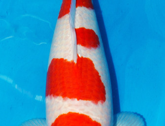 Планы на 2016 год