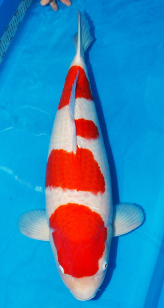 Планы на 2016 год