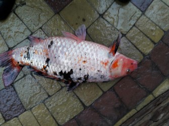 Особое внимание: весеннее поражение паразитами, грибками, бактериями у кои