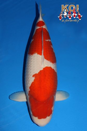 Всеяпонское кои шоу в Токио 2017