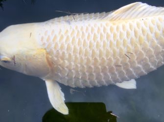 Водянка или ананасная болезнь